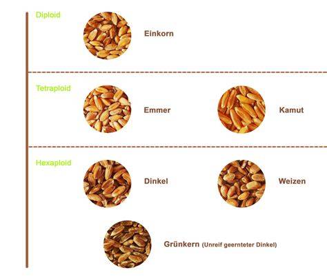 Korn mit Spelzen, Vergleich Dinkel vs. Weizen