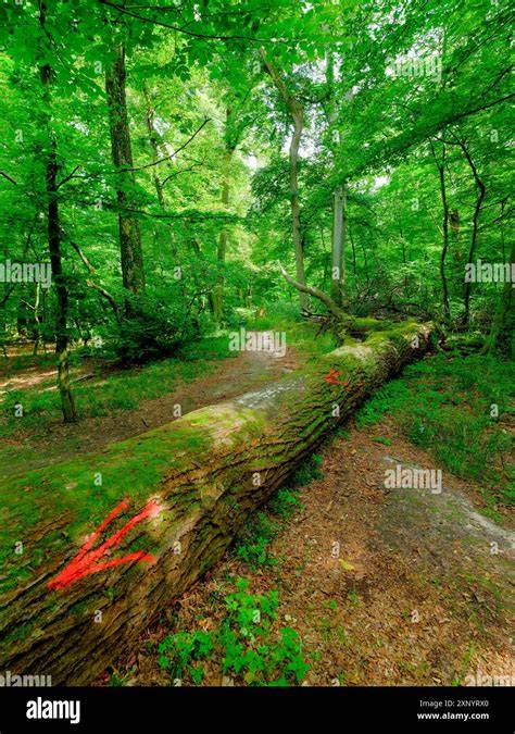 Kornblumenfeld und Colbitzer Lindenwald