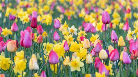 Kornelkirschen-Blüten im Frühling