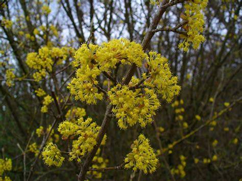 Kornelkirschen-Strauch und Blüten