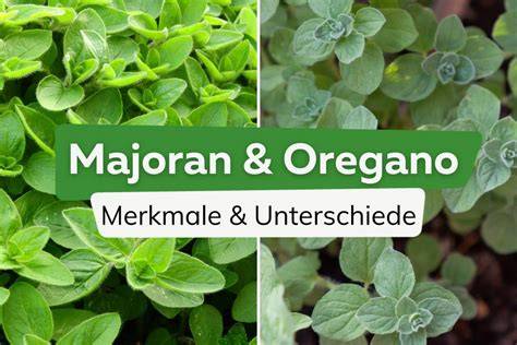 Kräuter von Kreta: Thymian, Salbei, Oregano und Majoran
