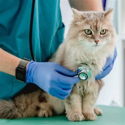 Krankhafte Katze im Tierarztpraxis