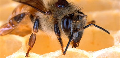 Krankheiten der Honigbiene - Varroamilbe und ihre Bekämpfung