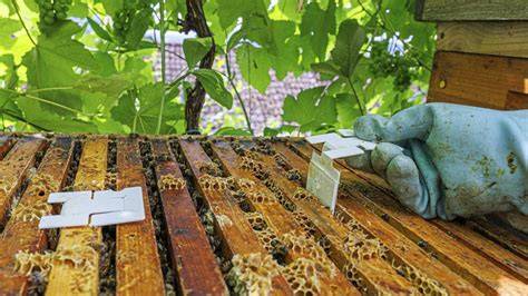 Krankheiten und Risiken bei Honigfütterung von Bienen (Schema)