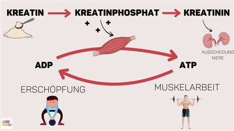 Kreatin Wirkung auf Muskelzellen - Infografik