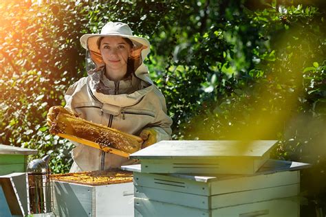 Kreislauf: Gewinnung von Manuka Honig, Bienen, Imkerei und Zertifizierung