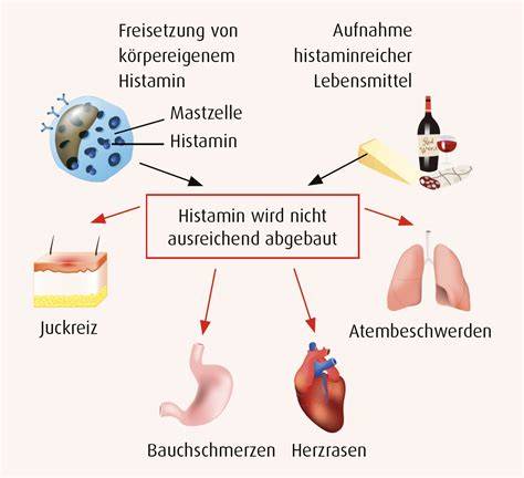 Kreislauf zwischen Zucker und Histamin