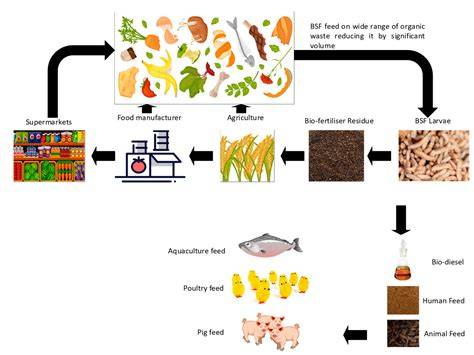 Kreislaufgrafik: From Food Waste to Feed - Reststoffe im Schweinefutter