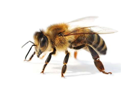 Kretische Biene Apis mellifica adamis