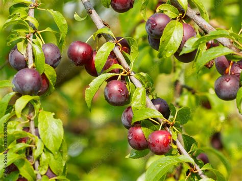 Krischerl am Baum: rote Mirabellen im Sonnenlicht