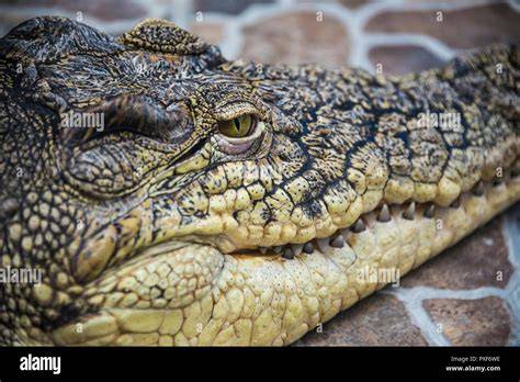 Krokodil-Kuchen: Detailaufnahme Augen und Zähne