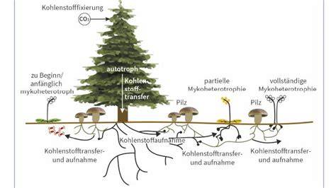 Kultivierung und Symbiose: Lebenszyklus von Trüffeln und Trüffelbäumen