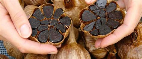 Kulturgeschichte des schwarzen Knoblauchs