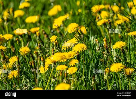 Löwenzahn Wiese im Frühling mit gelben Blüten
