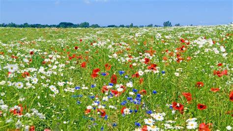 Löwenzahn- und Kleeblüten auf einer Wiese - die wilde Vielfalt für veganen Honig