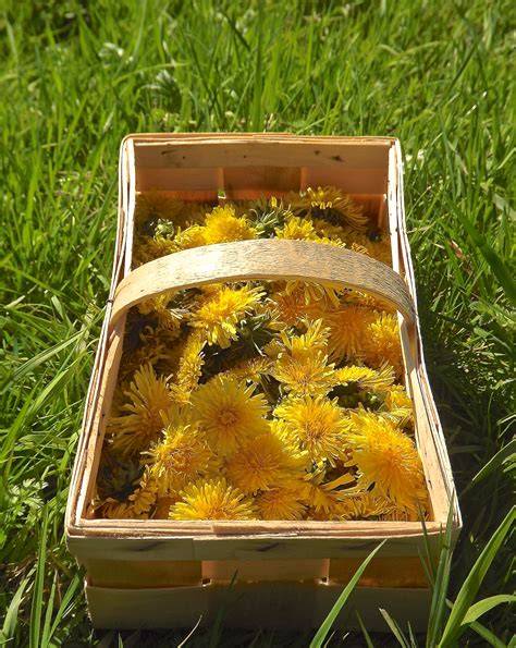 Löwenzahnblüten im Korb, Sammeln auf der Wiese