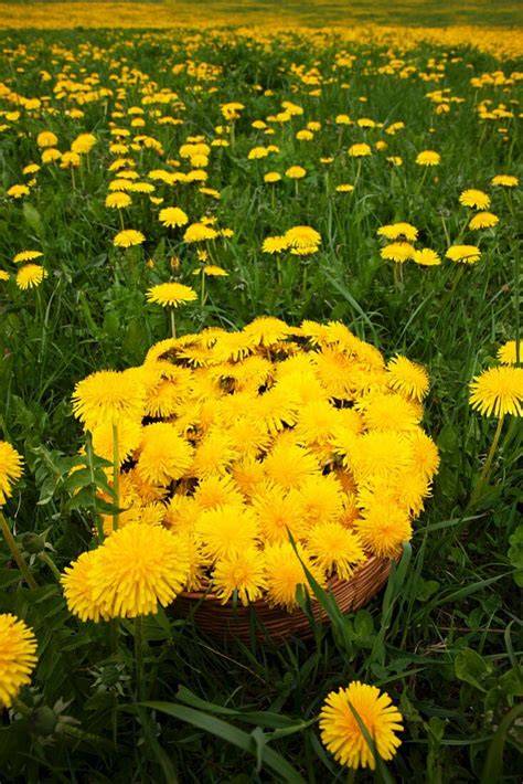 Löwenzahnblüten im Korb frisch geerntet