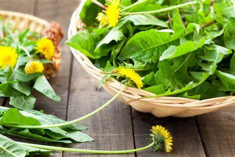 Löwenzahnblüten sammeln auf der Wiese
