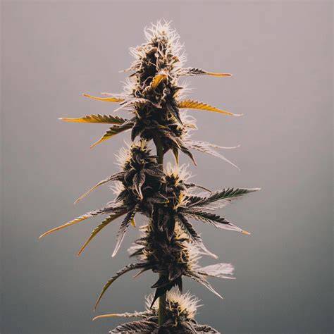LST- und ScrOG-Schema für Cookies Gelato im Indoor-Grow