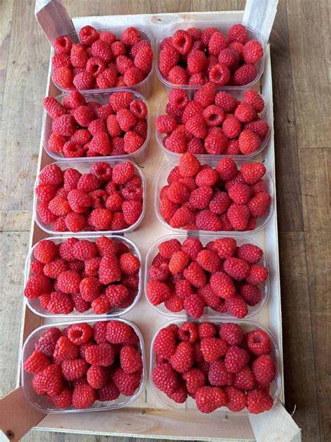 Lagerung und Frische von Himbeeren