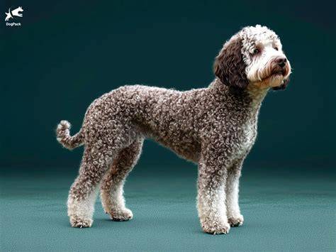 Lagotto Romagnolo: Der klassische Trüffelhund