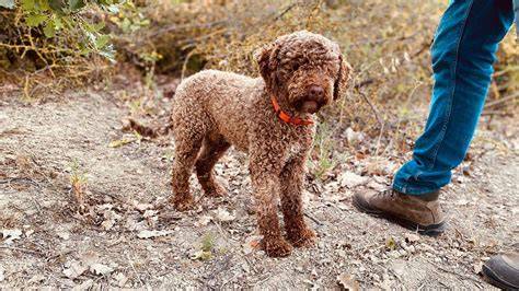 Lagotto Romagnolo bei der Trüffelsuche