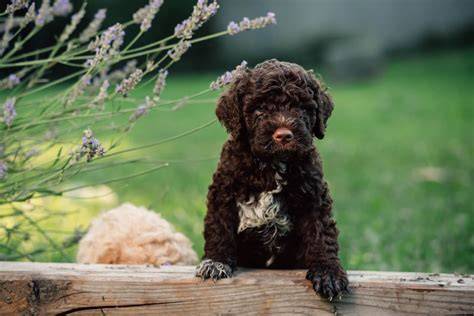 Lagotto Training: Von der Welpe bis zum Profi