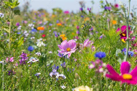Landschaft mit blühenden Manuka-Sträuchern und Bienen