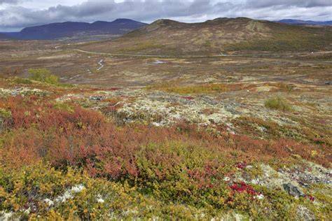 Lappländische Tundra mit blühenden Beerensträuchern