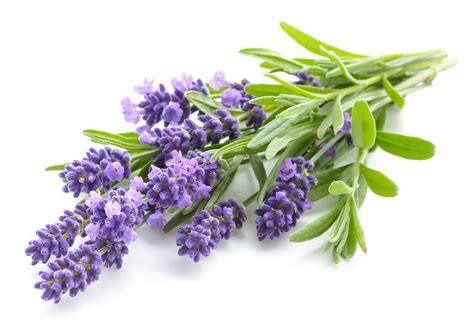 Lavendel-Pflanze mit Blüten und Anwendung im Peeling