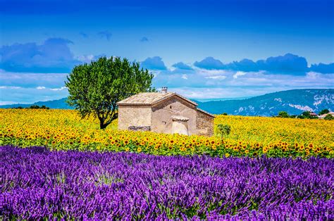 Lavendelfelder Provence mit Bienenvölkern
