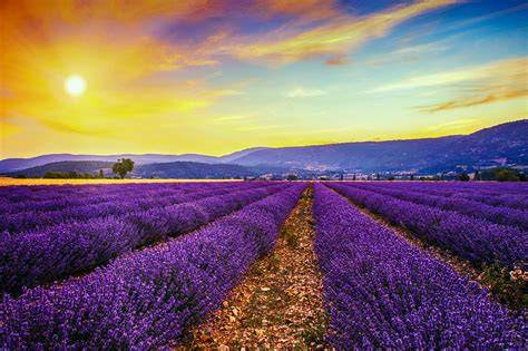 Lavendelfelder in der Provence