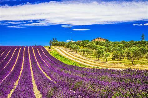 Lavendelhonig-Inszenierung: Provence, Lavendelfeld, feincremige Konsistenz