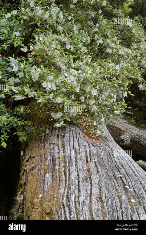 Leatherwood Baum und Blüten in Tasmanien