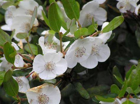 Leatherwoodhonig Blüten in Tasmanien