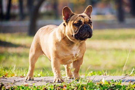 Lebenserwartung und Wohlbefinden French Bulldog