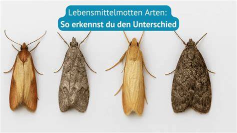Lebensmittelmotten und Brotkäfer: Infografik zur Differenzierung