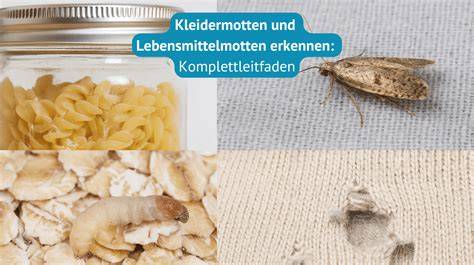 Lebensmittelmotten und befallene Vorräte