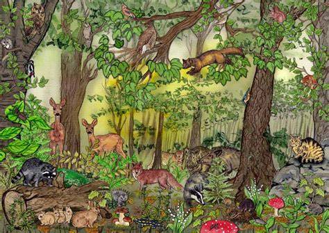 Lebensraum Wald: Tiere, Pflanzen und Insekten