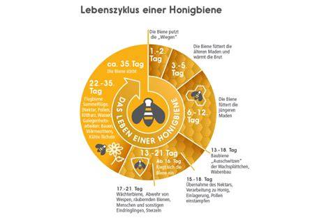Lebenszyklus der Bienen und Einfluss durch Monokulturen