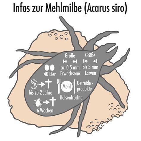 Lebenszyklus der Mehlmilbe und Auswirkungen auf Vorratslager