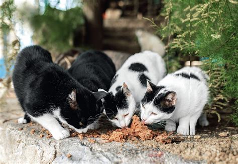 Lebkuchen-Zutaten: Gefahrenschwerpunkte für Katzen