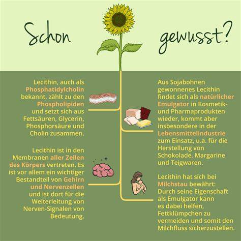 Lecithin Infografik: Gewinnung und Funktion in Lebensmitteln