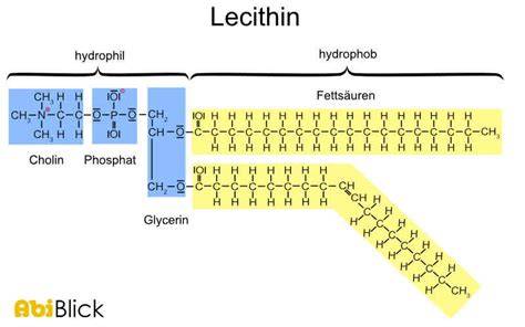 Lecithin-Molekül und Emulgatorfunktion