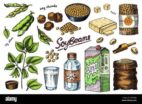 Lecithin-Quelle: Sojabohnen und Samen, schematische Darstellung