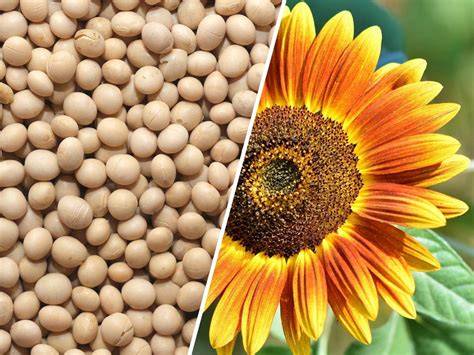 Lecithin-Quellen: Soja und Sonnenblumen