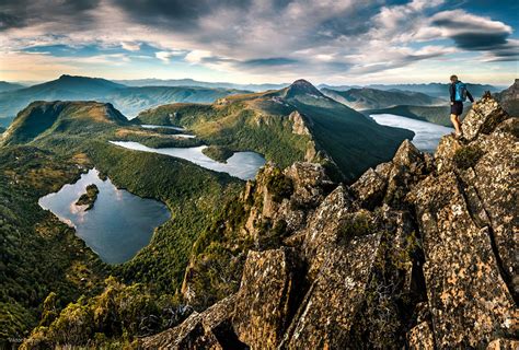 Lederartige Leatherwood-Bäume im Nationalpark Tasmaniens