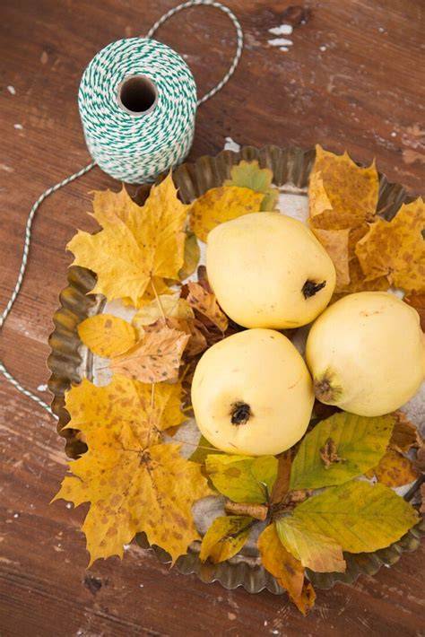 Leuchtend gelbe Quitten und Walnüsse auf Schneidebrett, herbstliches Stillleben
