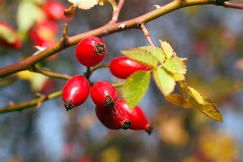 Leuchtend rote Hagebutten am Strauch mit Fokus auf die Frucht