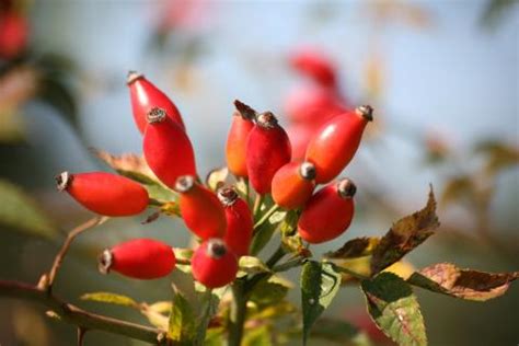 Leuchtende Hagebutten an einer Hundsrose im Herbst
